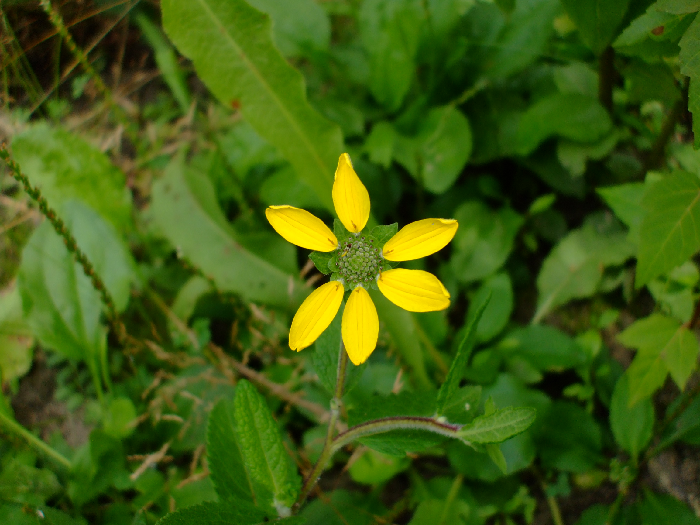 Berlandiera texana